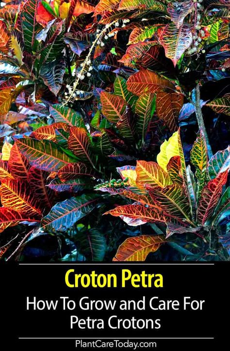 Croton petra evergreen, colorful varieties, many-colored leaves, 4' - 6' feet tall, prefers bright indirect light, excellent patio plants. [DETAILS] Crotons Plants, Croton Plant Care, Croton Petra, Big Indoor Plants, Bright Indirect Light, Understory Plants, Plants Under Trees, Snake Plant Care, Best Indoor Plants