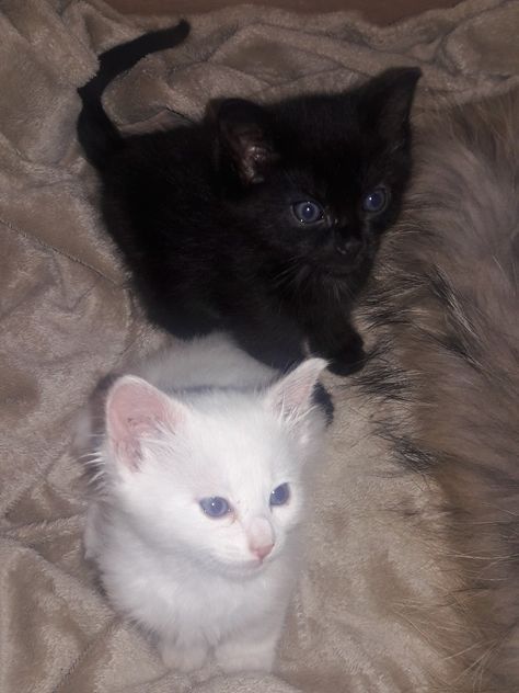 Black And White Kittens, Ninja Cats, Me N Him, White Kitten, Cute Little Kittens, Me And Her, Silly Cats Pictures, White Kittens, Cat Character