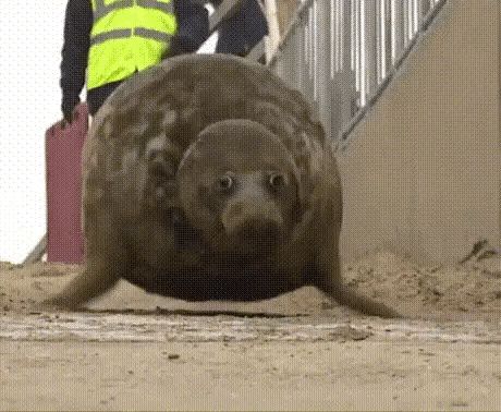 Seal Gif, Cute Seals, Fandom Funny, Sea Animals, Cute Little Animals, Best Funny Pictures, Cuteness Overload, Animal Kingdom, Funny Cute