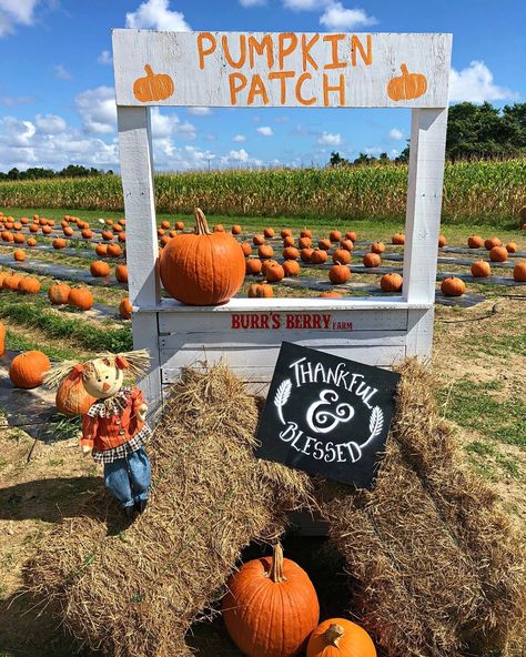 Pumpkin Patch Layout, Pumpkin Patch Business, Pumpkin Patch Decoration, Pumpkin Patch Activities, Fest Decor, Farm Fest, Pumpkin Patch Farm, Pumpkin Tree, Patch Ideas