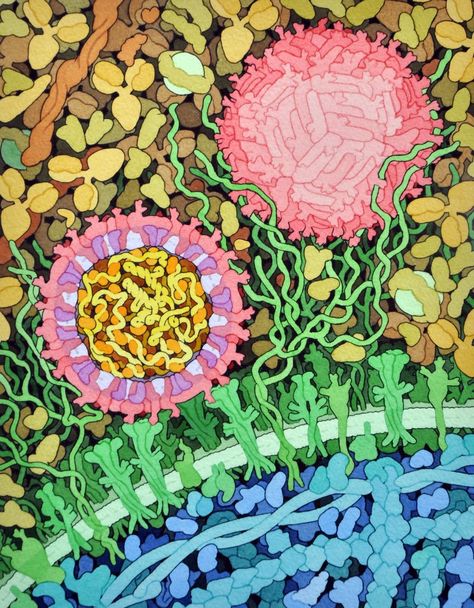 Zika virus illustration | Vizzies winner Science Images, Microscopic Photography, Zika Virus, Biology Art, Viral Infection, Ink Artwork, Medical Illustration, Science Art, Colorful Drawings