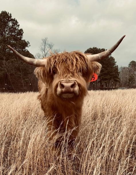 Highland Cow Pictures, Jesus Love Images, Pet Cows, Cow Wallpaper, Western Wallpaper Iphone, Scottish Highland Cow, Fluffy Cows, Cow Pictures, Highland Cows