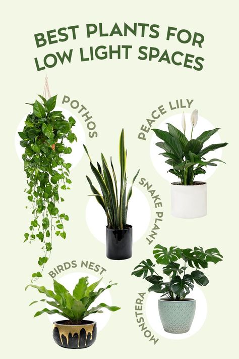 Hanging House Plants, Plants For Low Light, Indoor Hanging Plants, Low Light House Plants, Hanging House, Easy House Plants, Low Light Indoor Plants, نباتات منزلية, Household Plants