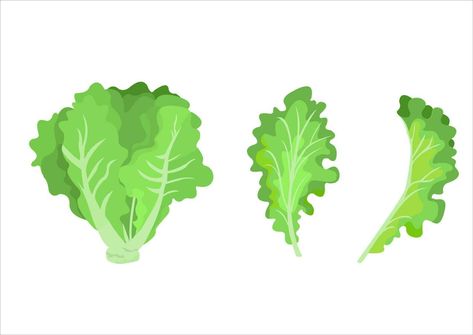 Lettuce Drawing, Lettuce Illustration, Solar Time, Garden Drawing, Spring Mix, Lettuce Leaves, Romaine Lettuce, Fresh Vegetables, Design Tutorials