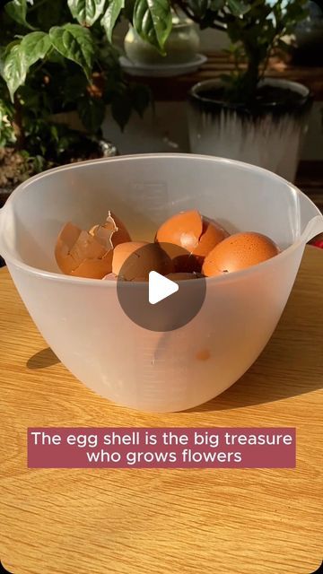 My Garden Ideas on Instagram: "Eggshells and fermented vinegar make a plant care mixture #gardeningfun #gardening_feature #urbangardening #gardeninguk #gardeningphoto #gardeningistherapy #gardening101 #gardeningisfun #gardeningtime #gardeningday #gardeningproblems #gardeninggoals #gardeningideas #gardeninglove #gardening4pleasure #gardeningtips #gardeningmakesmehappy" Veg Garden, Small Backyard Landscaping, Egg Shells, Useful Life Hacks, My Garden, Small Backyard, Lawn Garden, Plant Care, Backyard Landscaping