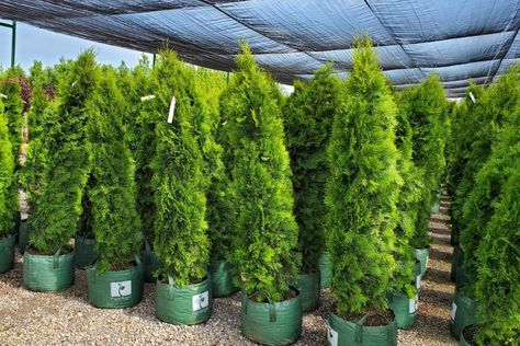 Everything You Need to Know About How to Plant an Emerald Cedar Emerald Cedar, How To Grow Lychee, Hedges Landscaping, Cedar Hedge, Cedar Plant, Emerald Green Arborvitae, Privacy Hedge, Privacy Landscaping, Cedar Trees