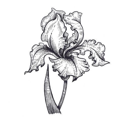 Iris Drawing, Iris Flower Tattoo, Flower Line Drawing, Iris Tattoo, Black And White Vector, Flower Line Drawings, White Iris, Art Painting Tools, Plant Vector