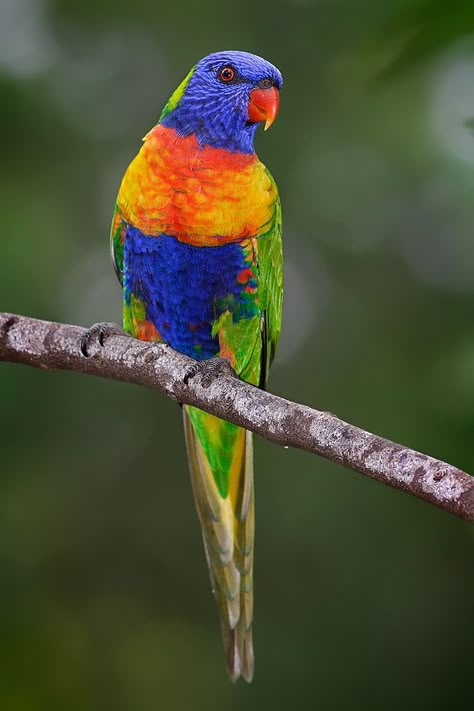 Weird Birds, Rainbow Lorikeet, Puffins Bird, Common Birds, Most Beautiful Birds, Most Beautiful Animals, Australian Birds, Australian Animals, All Birds