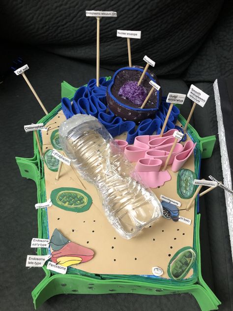 Plant cell structure 7th grade science project Plant Cell Project Ideas, Cell Project Ideas, Plant Cells Project Ideas, 7th Grade Science Projects, 3d Plant Cell, Plant Cell Project, Plant Cell Diagram, Plant Cell Structure, Plant Cell Model