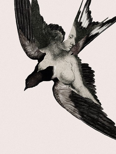 Bird Flying, Black And White, Collage, Tattoos, White, Black