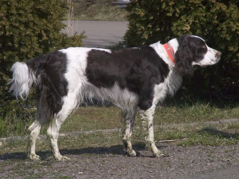 French Spaniel French Spaniel, Spaniel Breeds, Cocker Spaniel Puppies, Dog List, Animal Advocacy, Spaniel Puppies, Purebred Dogs, Bird Dogs, Types Of Dogs