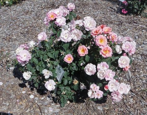 Peachy Knockout TM — American Rose Trials for Sustainability® Roses In Landscaping, Knockout Roses In Landscaping, Rosa China, Knockout Roses, Color Rosa, Knock Out, Landscaping, Sustainability, Floral Wreath