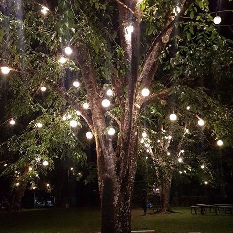 Tree
Nature
Scenario 
Travel Hanging Tree Lights, Chandelier Tree, Outdoor Tree Lighting, Fairy Lights In Trees, Tree Restaurant, Trees Photography, Rhinestone Cowgirl, Wedding Decors, Outdoor Fairy Lights