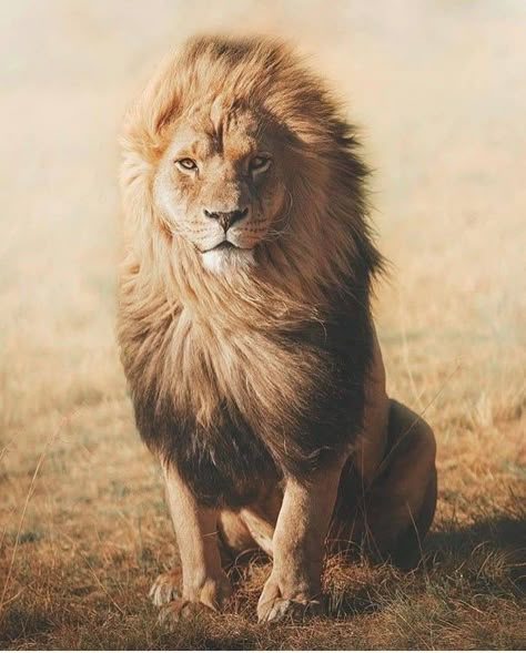 Nature Photography Animals, Wild Animals Photography, Lion Photography, Lions Photos, Lion Love, Animal Reference, Lion Images, Lion Pictures, African Lion