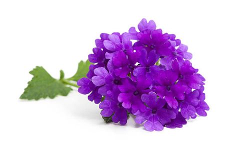 837 Purple Verbena Stock Photos, High-Res Pictures, and Images - Getty Images Purple Verbena, High Res, Flower Painting, Photo Image, Getty Images, Stock Photos, Purple, Flowers