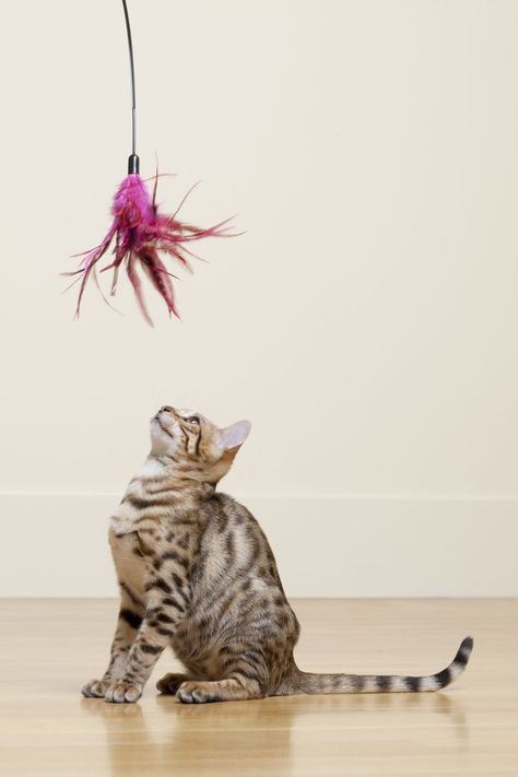 Calling all #UKCatLovers! Looking for a way to entertain your feline friend and bring out their natural hunting instincts? Look no further than our interactive cat feather wand toy with bell! https://bayleebiz.co.uk/products/cat-feather-wand-stick-toy-wire-teaser-toy-dangle-bell-interactive-play-quality-gift-for-cats-and-kittens?pr_prod_strat=e5_desc&pr_rec_id=de92da3a0&pr_rec_pid=7278660649149&pr_ref_pid=7278660321469&pr_seq=uniform #TreatTime #HappyCats #SpoiledKittyUK #InteractiveToysUK #C... Cat Hunting, Feather Wand, Cat Skin, Toys Uk, Healthy Cat, Uk Products, Interactive Play, Cat Health, Cat Playing