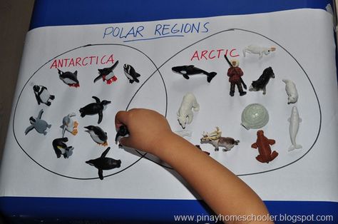 North And South Pole Activities, Polar Regions Activities, Polar Regions Eyfs, North Pole Animals, Arctic Animals Preschool, Antarctic Animals, Arctic Explorers, Animal Activities For Kids, Winter Activities Preschool