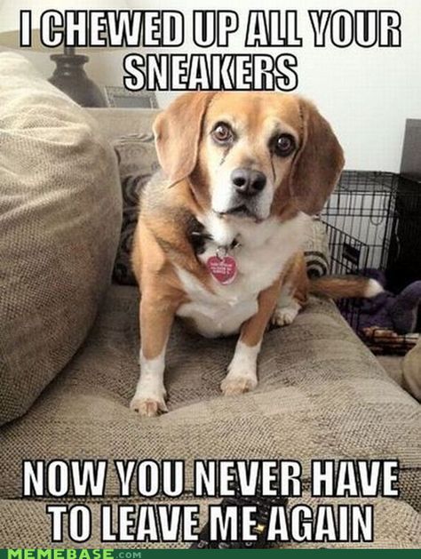 Nice try, dog, but I still have my flip-flops, my clogs and my pumps. Nyaaah. Beagle Funny, Animal Captions, Pocket Beagle, Dog Meme, Game Mode, Funny Dog Memes, Funny Dog Pictures, Family Humor, White Dog