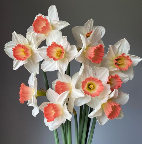 Brenna Estrada on Instagram: “A charming handful, indeed. Narcissus ‘Pink Charm’ #threebrothersblooms #flowerfarmer #flowerfarming #islandflowerfarm #islandgardening…” Daffodils Bouquet Aesthetic, Narcissus Flower Aesthetic, Sequential Illustration, Pink Daffodils, Flowers Narcissus, Nature Composition, Pink Flowers Photography, Daffodil Bouquet, Flower Composition