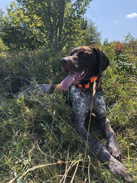 Hiking in the Belknaps with my German Shorthaired Pointer German Longhaired Pointer Puppy, German Short Hair Pointer, German Pointer Short Haired, German Shorthair Pointer, German Short Haired Pointer, German Shorthaired Pointer Puppies, German Pointer, German Pointer Puppy, German Short Haired Pointer Puppy