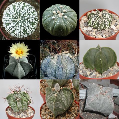 Cactus Seeds, Crassula Ovata, Jade Plants, Cactus Y Suculentas, Planting Seeds, All Plants, Terrarium, Soil, Cactus