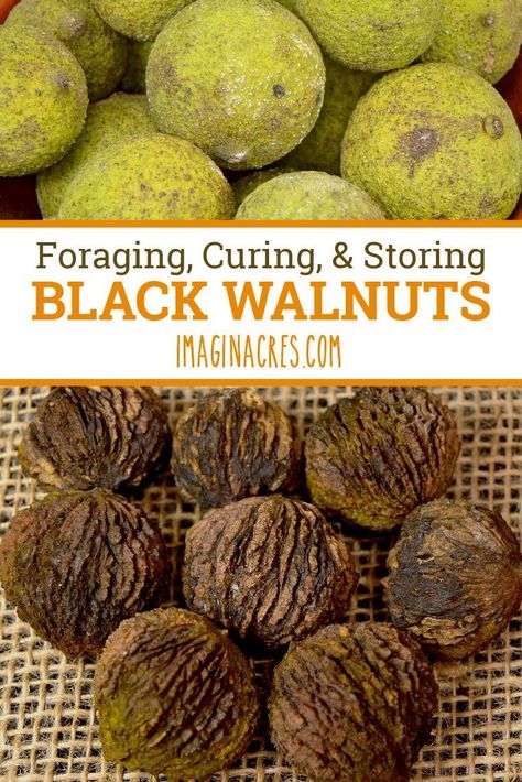 Harvest Black Walnut, Black Walnut Foraging, Black Walnuts Harvesting, Black Walnut Harvesting, Black Walnut Uses, Black Walnut Recipes, Walnut Harvesting, Black Walnuts Recipes, Fall Foraging