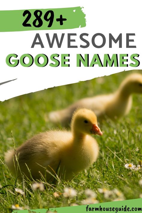 Whether you have one goose or a whole gaggle of geese, these are some awesome Goose Name ideas. Ducks, geese, and chickens oh my! Having a gosling around the farm is one of the most rewarding things but you'll need a perfect name!  #farmhoueguide #names #goose #gosling #goosenames Funny Duck Names, Pun Names, Porch Goose, Commercial Farming, Cute Name, Walt Disney Characters, Backyard Poultry, Funny Duck, Name Ideas