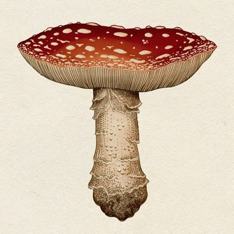 Katie Scott Chakra Flowers, Gardening Illustration, Fungi Illustration, Katie Scott, Mushroom Pictures, Mushroom Fungi, Floral Illustration, Scientific Illustration, Mushroom Art