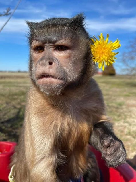 Cute Animal Pfp, Monkey Breeds, Monkey Pet, Animal Pfp, Funny Pet Costumes, Cute Monkey Pictures, Animals Aesthetic, Baby Monkeys, Capuchin Monkey