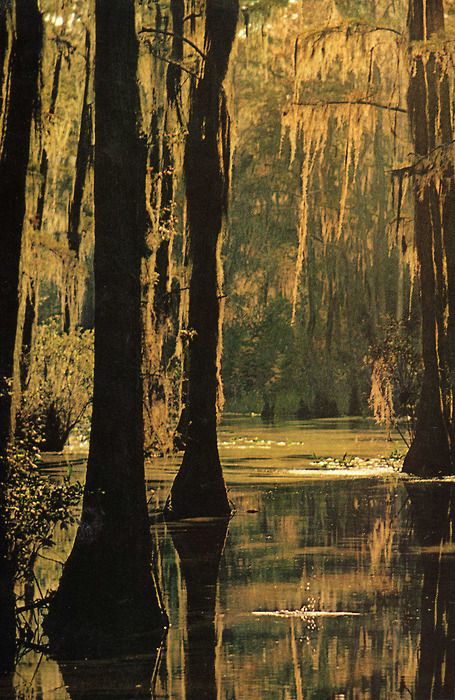 Louisiana Swamp, Kunst Inspiration, Southern Gothic, Art Practice, Alam Yang Indah, Pics Art, Photo Reference, Art Watercolor, National Geographic