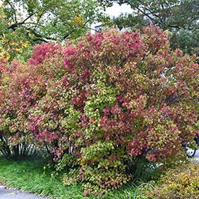 Viburnum Dentatum, Landscape Designs, St Charles, Autumn Beauty, Yard Landscaping, Geneva, Trees To Plant, Maryland, Landscape Design