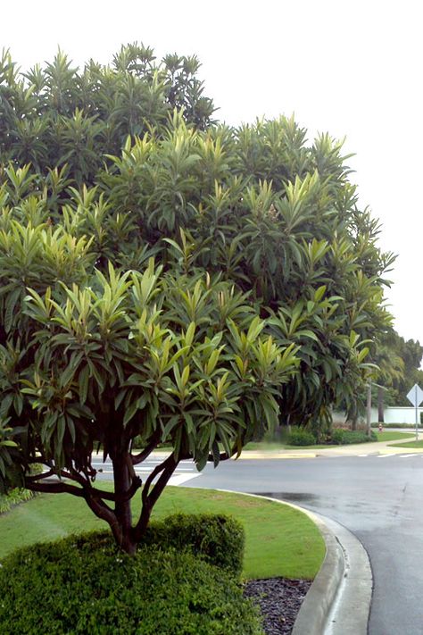 Loquat Tree Loquat Tree Landscaping, Tropical Courtyard, Best Shade Trees, White Craftsman, Mcdonough Georgia, Loquat Tree, Zone 9b, Florida Trees, Outdoor Vibes