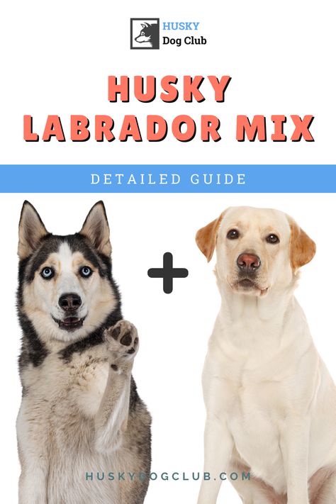 Known as a Labsky, this husky labrador mix combines the gentle, family-oriented nature of a Labrador with the energetic, playful disposition of a Husky. This beautiful blend makes for an adventurous, affectionate, and versatile family pet. Intrigued? Our blog post is loaded with insights about Labskies—their temperament, care tips, and why they might just be the perfect addition to your family! Check it out to learn more about this pawsome cross-breed! #Labsky #HuskyLabradorMix #Husky101 Labsky Dog, Husky Lab Mix Puppy, All White Husky, Husky Mix Breeds, Lab Mix Puppies, White Labrador, Husky Cross, White Husky, Labrador Mix