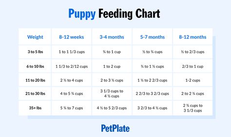 puppy feeding 4 Month Old Christmas, Puppy Feeding Chart, Puppy Feeding Guide, Puppy Feeding Schedule, Pit Puppies, Corgi Breeds, Puppy Feeding, Newborn Puppies, Perfect Diet