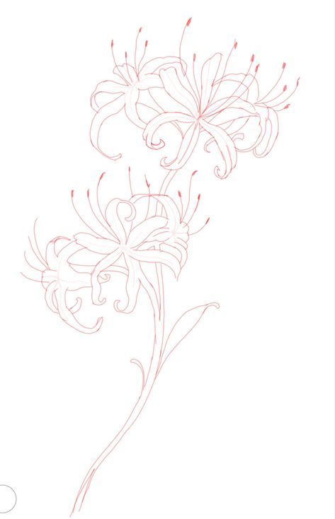 Spider Lily With Spider Tattoo, Spider Lilies Tattoo Design, Spider Lily Behind Ear Tattoo, Spider Lily Stencil, Spiderlily Drawing Sketches, Red Spider Lily Drawing Easy, Demon Slayer Eyes Tattoo, Spider Lily Tattoo Stencil, Spider Lily Reference