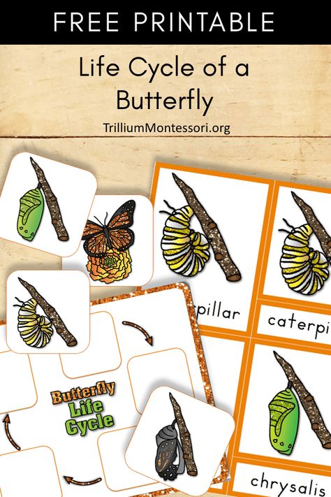 Free Montessori printable life cycle of a butterfly and 3 part cards Butterfly Life Cycle Kindergarten, Butterfly Life Cycle Preschool, Science Hat, Preschool Butterfly, Preschool Bugs, Montessori Zoology, Life Cycles Kindergarten, Life Cycles Preschool, Frog Ideas