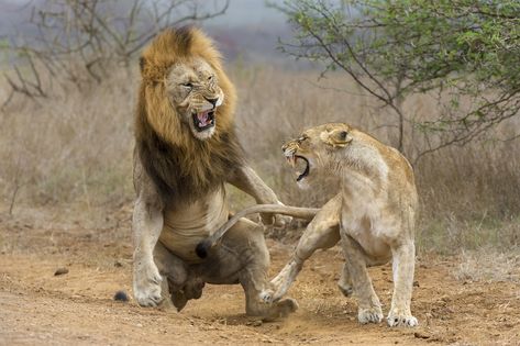 lion #lion #fight #lioness #attack #4K #wallpaper #hdwallpaper #desktop Wildlife Photography Tips, Lions Photos, Lion And Lioness, Lion Love, African Lion, Cat Family, In The Wild, Animal Theme, Metropolis