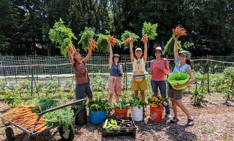 Cottage Community, Urban Farms, Sea Cottage, Kitchen Gardens, Community Supported Agriculture, Community Gardens, Springfield Missouri, Food Forest, Community Gardening