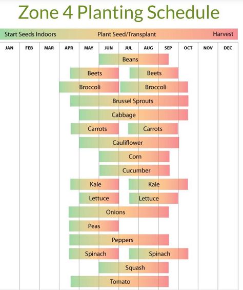 For those of us way up north heres the zone 4 schedule for starting seeds indoors #diy #gardening #garden #home Planting Schedule, Garden Prepping, When To Plant Vegetables, Starting Seeds, Gardening Zones, Vegetable Garden Planning, Starting Seeds Indoors, Homestead Gardens, Victory Garden