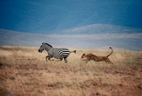 Lioness Hunting, Lion Female, Panthera Leo, Serengeti National Park, African Lion, Snow Leopard, Leopards, Zebras, Animals Friends