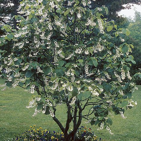 Fragrant snowbell  Latin name: Styrax obassia  Zone 6-8 Trees For Small Gardens, Apothecary Garden, Hillside Garden, Tree Nursery, Fencing Ideas, Garden Shrubs, Fine Gardening, Pacific Nw, Plants Ideas