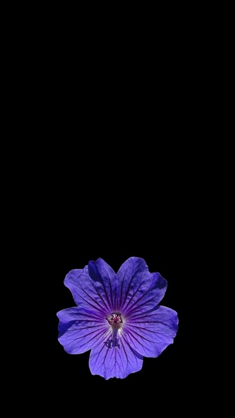 Flower Lockscreen, Purple Hibiscus, Purple Flowers Wallpaper, Cross Wallpaper, Flower Therapy, Phone Wallpaper Images, Samsung Wallpaper, Hibiscus Flower, Simple Flowers