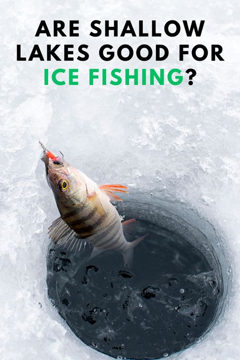 Shallow lakes can be good for ice fishing if the angler uses the right gear and techniques. To ice fish in shallow lakes, use a long rod to sit further from the hole, fish in the early and late winter, find areas of vegetation, and target the correct fish, such as crappie and walleye. Shack Living, Ice Fishing Diy, Ice Fishing Tips, Fishing Diy, Fishing Guide, Fishing Adventure, Late Winter, Ice Fishing, Fishing Tips