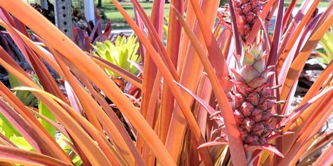 The other pineapple – the ornamental pineapple – a landscape jewel! - UF/IFAS Extension Charlotte County Pineapple Plant Care, Pineapple Plant, Growing Pineapple, Lawn Pests, Crop Farming, Pineapple Planting, Organic Mulch, Ice Plant, Spanish Moss