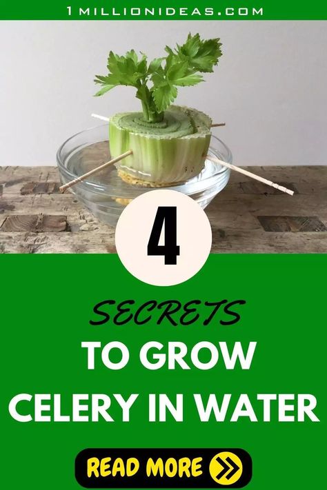 4 Secrets To Grow Your Own Celery In Water At Home Grow Celery From Stalk Indoors, How To Regrow Celery In Water, Growing Celery From Scraps, Grow Celery From Stalk, Planting Celery, Regrowing Celery, How To Grow Celery, Regrow Celery, Grow Celery