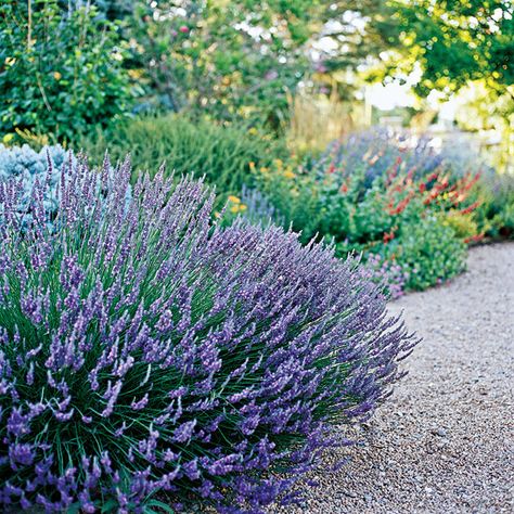 as an option for people to have their picnics immersed in lavender but doubles for use in teas or some recipes. Perfect! Garden Gadgets, Drought Tolerant Perennials, Drought Tolerant Garden, Colorado Landscape, Drought Tolerant Landscape, Creative Landscape, Backyard Landscape, Drought Resistant, Garden Area