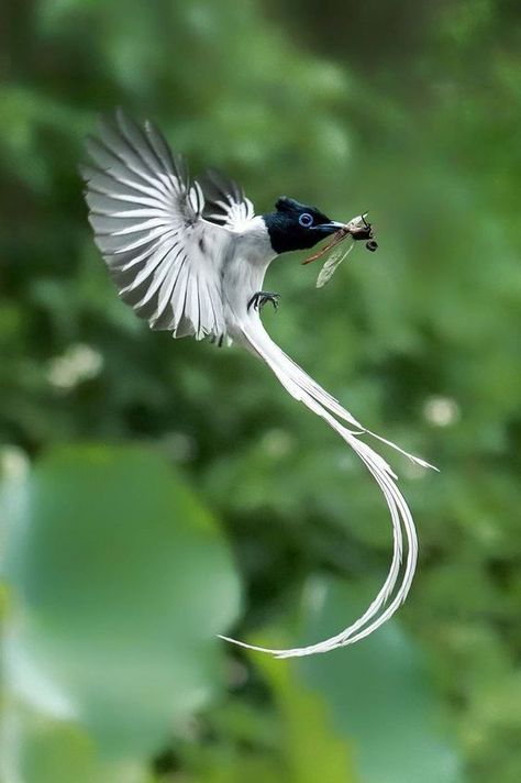 ♔ Chinese Paradise FlyCatcher Cool Birds, Paradise Flycatcher, Bird Flying, Animal Study, Interesting Animals, Animale Rare, Haiwan Peliharaan, Pretty Animals, Bird Drawings