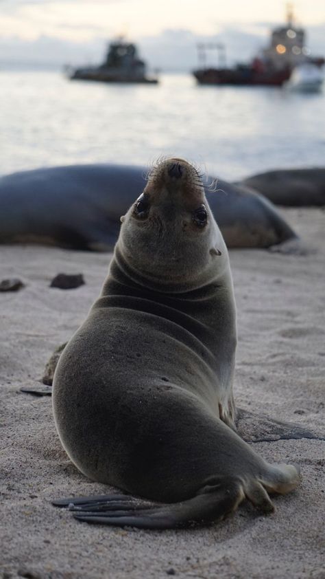 I Photographed Sea Lions In The Galápagos, And There's A Reason People Call Them The Puppies Of The Sea Wet Dogs, Baby Sea Lion, Photo Drawing, Cute Seals, Ehlers Danlos, Manatees, Oyster Bay, Aquatic Animals, Marine Mammals