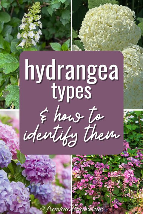 Find out all the different types of Hydrangeas, how to identify them, whether they bloom on old wood vs new wood, and their growth habits. Hydrangea Types, Hydrangea Plant Care, When To Prune Hydrangeas, Hardy Hydrangea, French Hydrangea, Pruning Hydrangeas, Hydrangea Serrata, Hydrangea Landscaping, Big Leaf Hydrangea