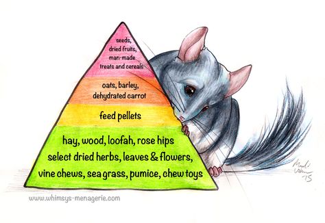 Aquatic Mammals, Chinchilla Care, Unique Pets, Chinchilla Pet, Chinchilla Cage, Chinchilla Food, Nutrition Logo, Nutrition Chart, Guinea Pig Toys